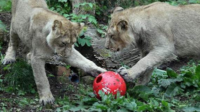 animals also play football11