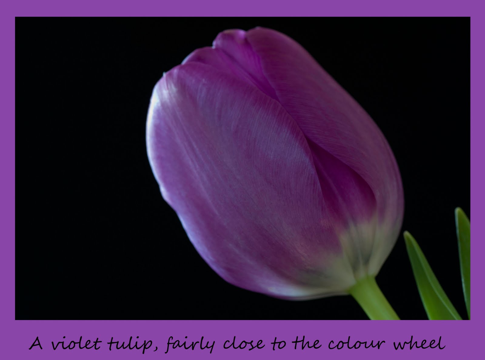 [Violet+Tulip.jpg]