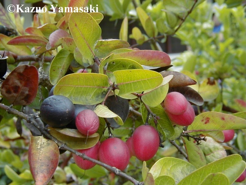 KARVANDA DESTINATION KONKAN