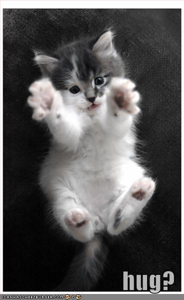 funny-pictures-kitten-hug.jpg