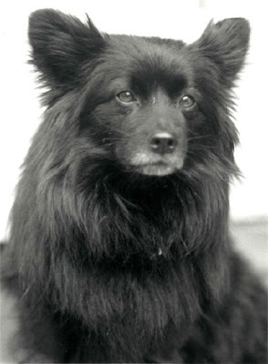 norwegian wolf dog