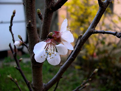 foto primo  fiore primaverile
