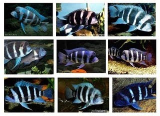 Lake+tanganyika+cichlids+list