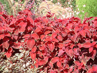 Coleus rouge Fleurs de couleur rouge