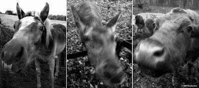 Wir Bauen Unser Hauschen Mit Heinz Von Heiden York Mauer