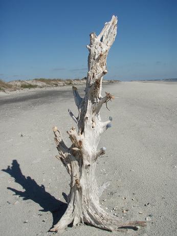 [shell+tree.JPG]