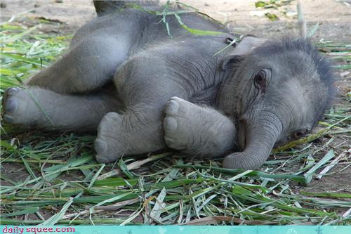 CACHORROS Y ANIMALES - Página 30 Elefante+cachorro+baby+cute+siesta
