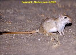 Libyan Jird