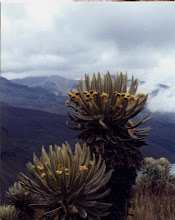 FRAILEJON