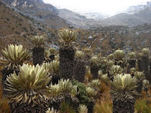 BOSQUES FRAILEON