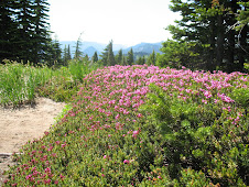 Pink Mountain Heather