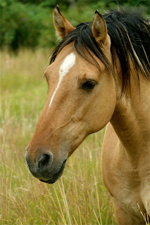Mustangs Sale: Our Kiger Mustangs