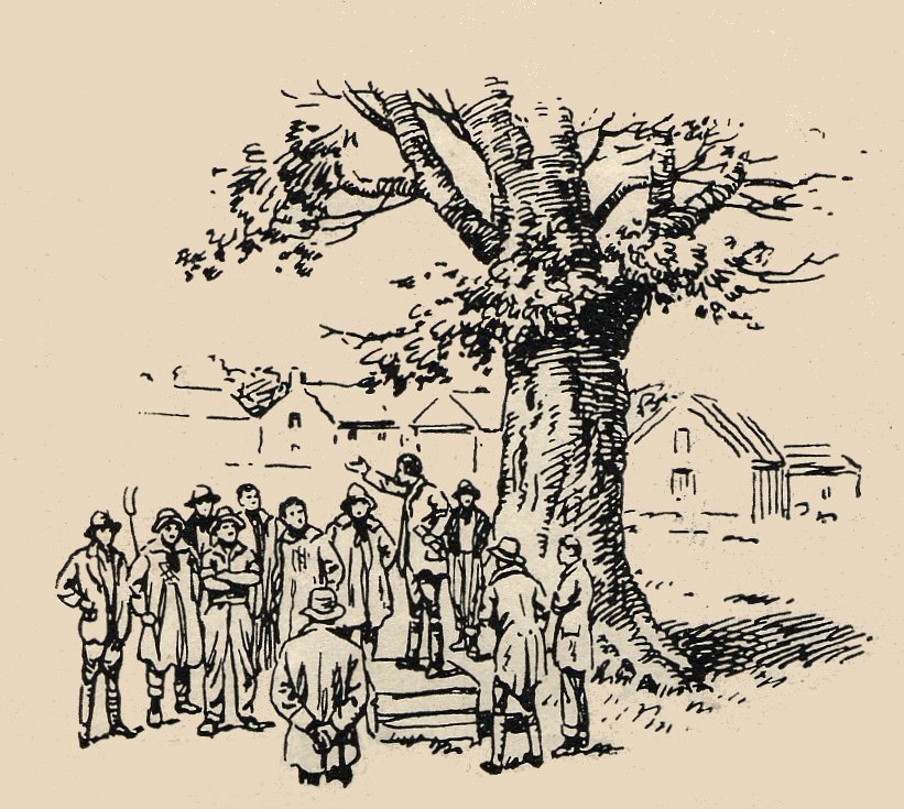 Biggest Sycamore Tree