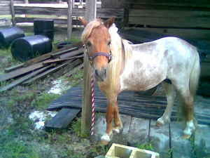 Naysa The Mare