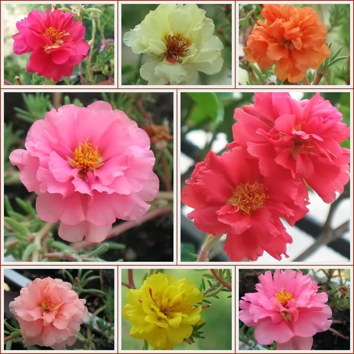 [portulaca.jpg]