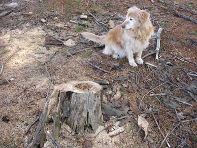 [stumpy.jpg]