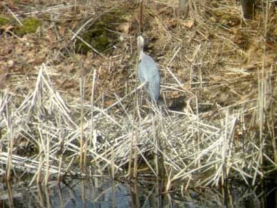 [greatblueheron10_4D.jpg]