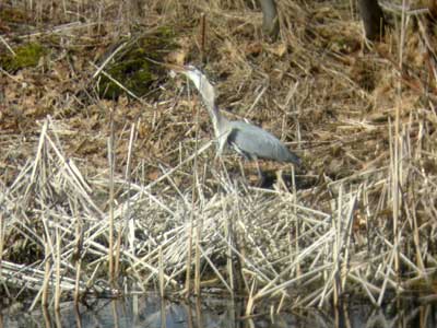 [greatblueheron10_4H.jpg]