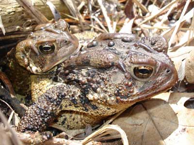 [MatingFrogs06.jpg]