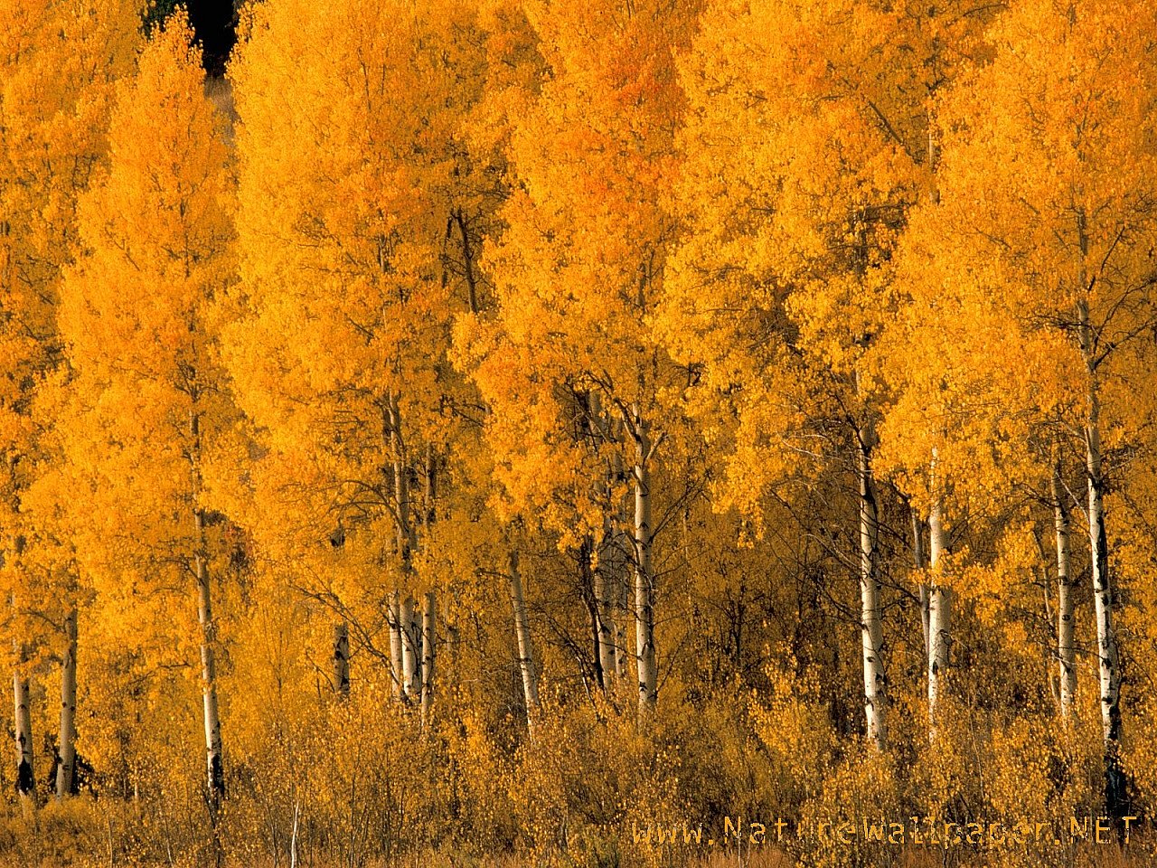 Nature wallpaper aspen trees montana | Urban Art Wallpaper