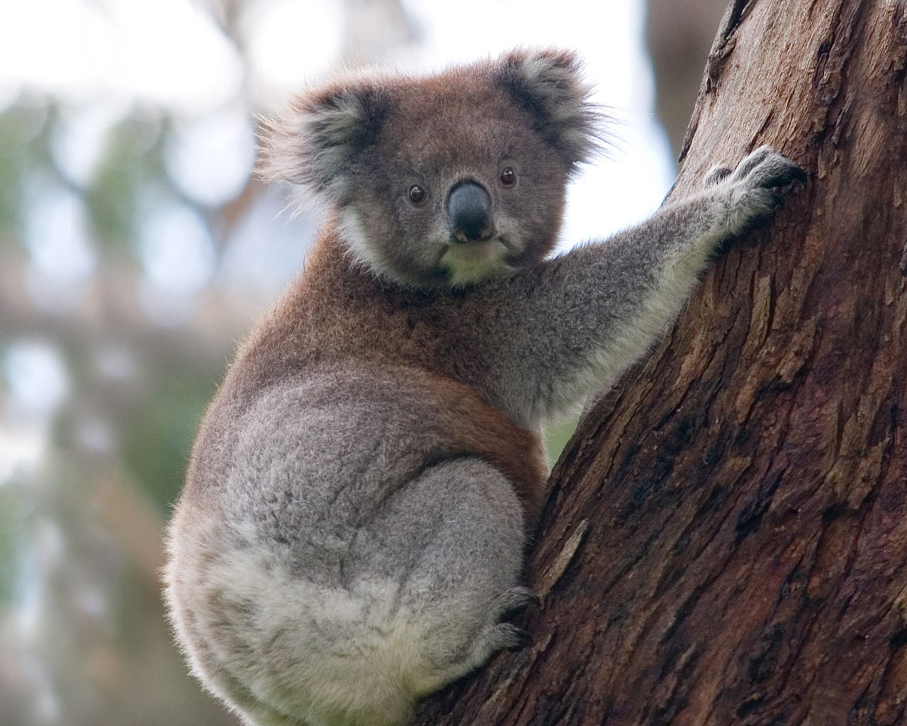 Koala Bear Animal Wallpaper