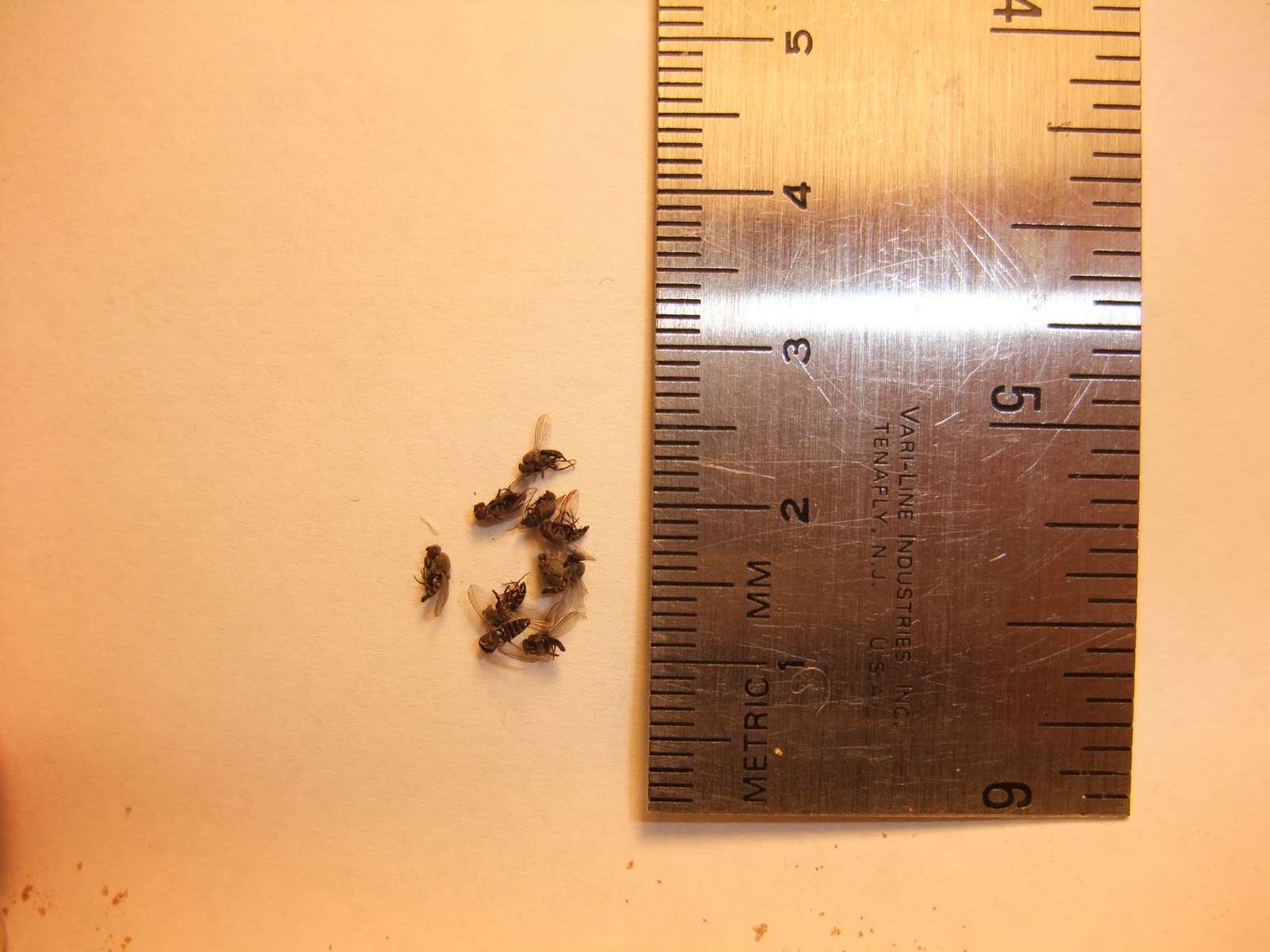 Fruit Fly Nest