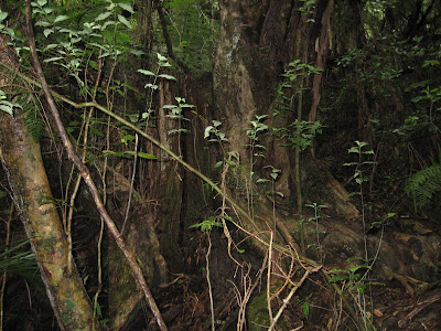 old kauri tree stump on bush walk, Paihia