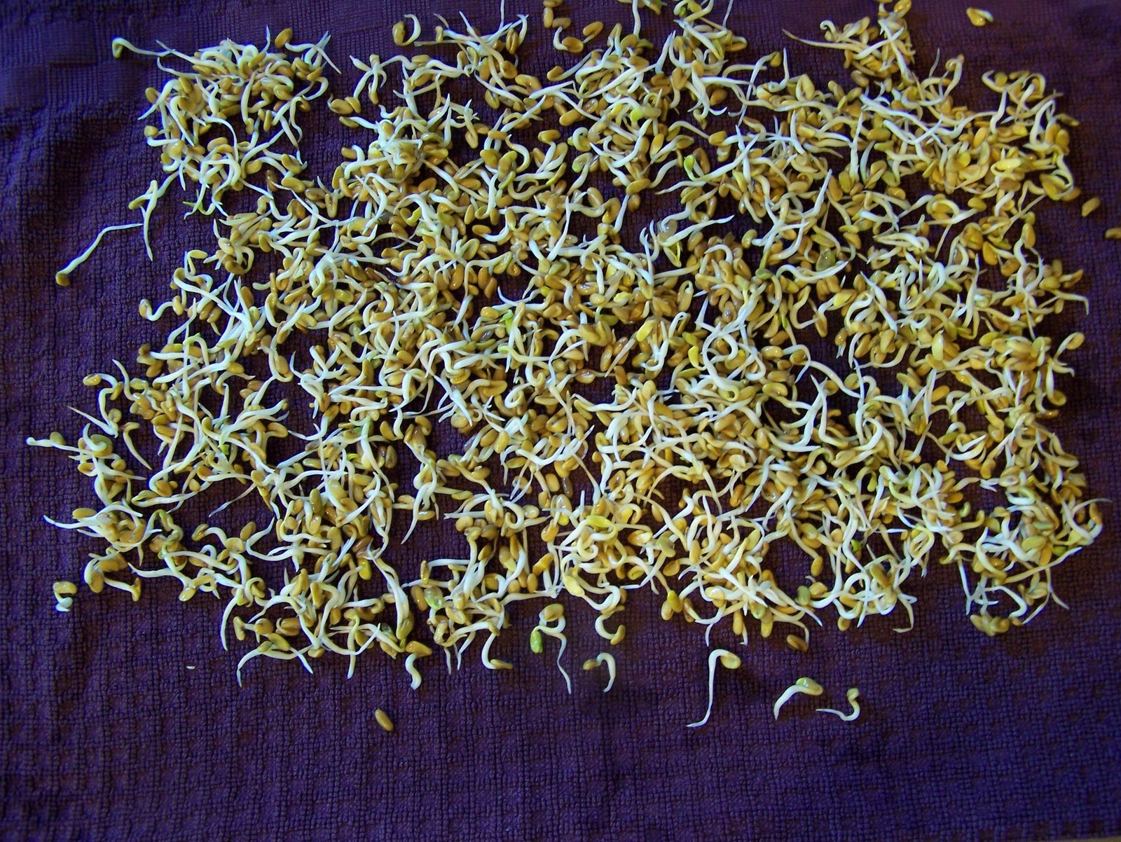 Fenugreek Sprouts