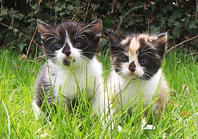 karine ferri prostituée