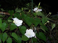Moonflowers