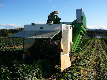 Our Brussels sprouts harvester