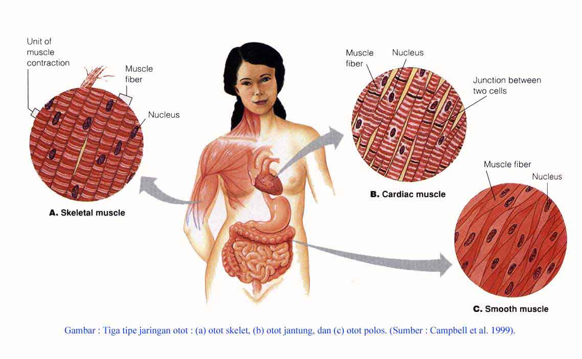 Budak Biologi Otot Budak Biologi Otot