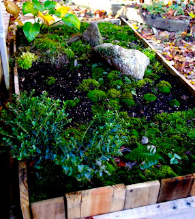 Pallet planter from above