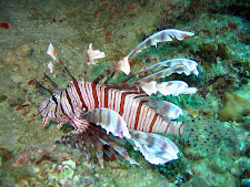 LION FISH