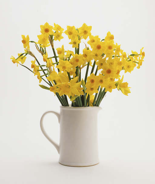 [daffs.JPG]