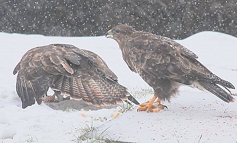 [Buzzards2.JPG]