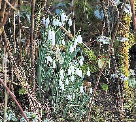 [Snowdrops.JPG]