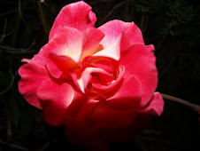 My Mom's Rose...