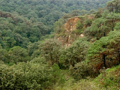 Southern Lookout Cliff+in+forest