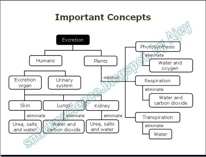 SMK Datuk Menteri SAINS PMR: Perkumuhan Manusia / Excretion in Human