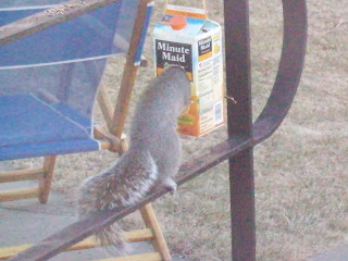 Homemade Bird Feeder My Eclectic Homeschool