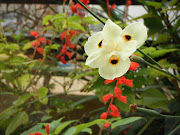 meu jardim