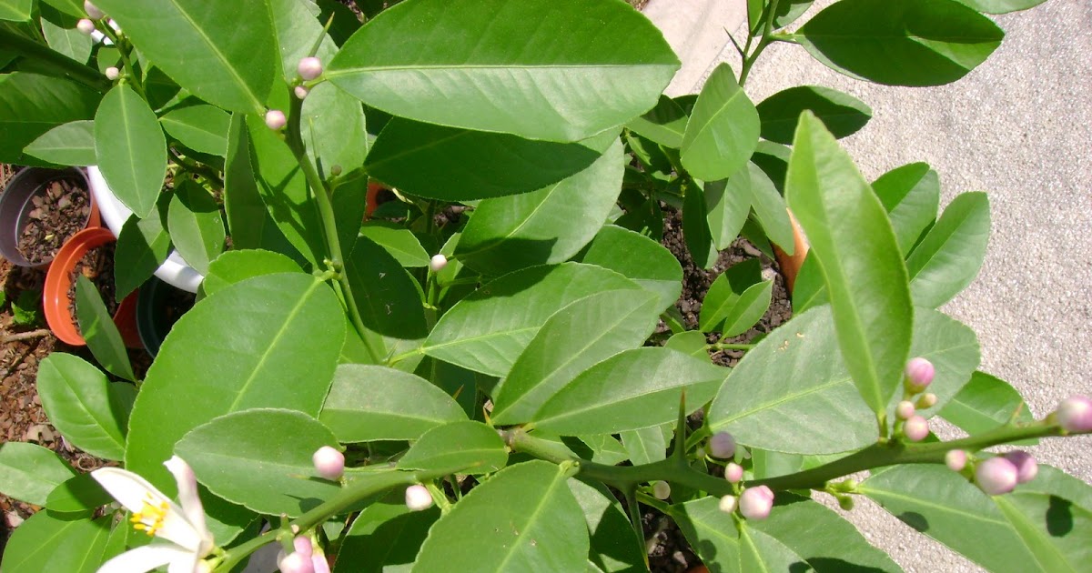 Garden View Dwarf / Patio Lime Tree
