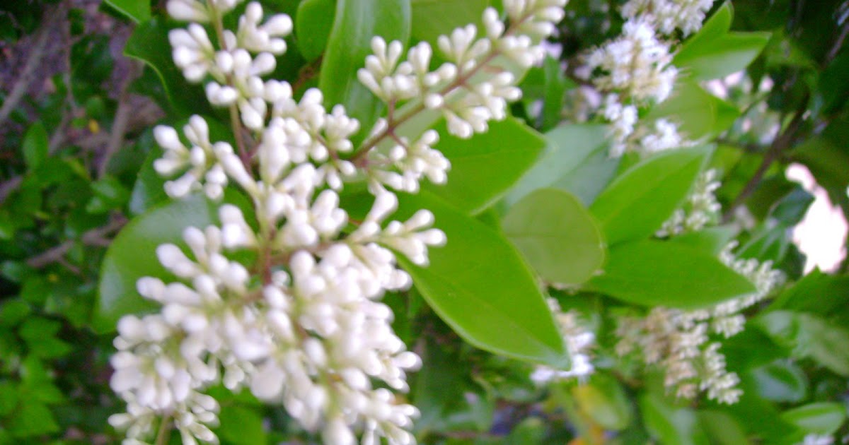 Garden View Tea Olive Shrub Osmanthus fragrans