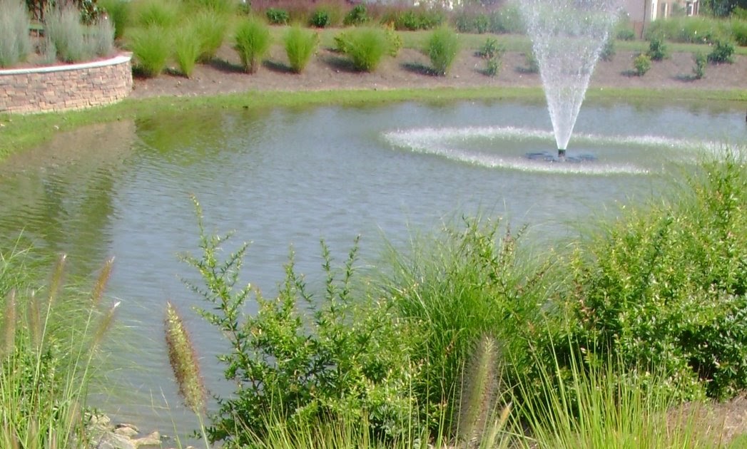 Garden View Ornamental grass around the pond