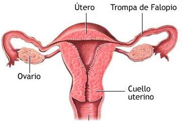 [Sexología+Anatomia+Femenina.jpg]