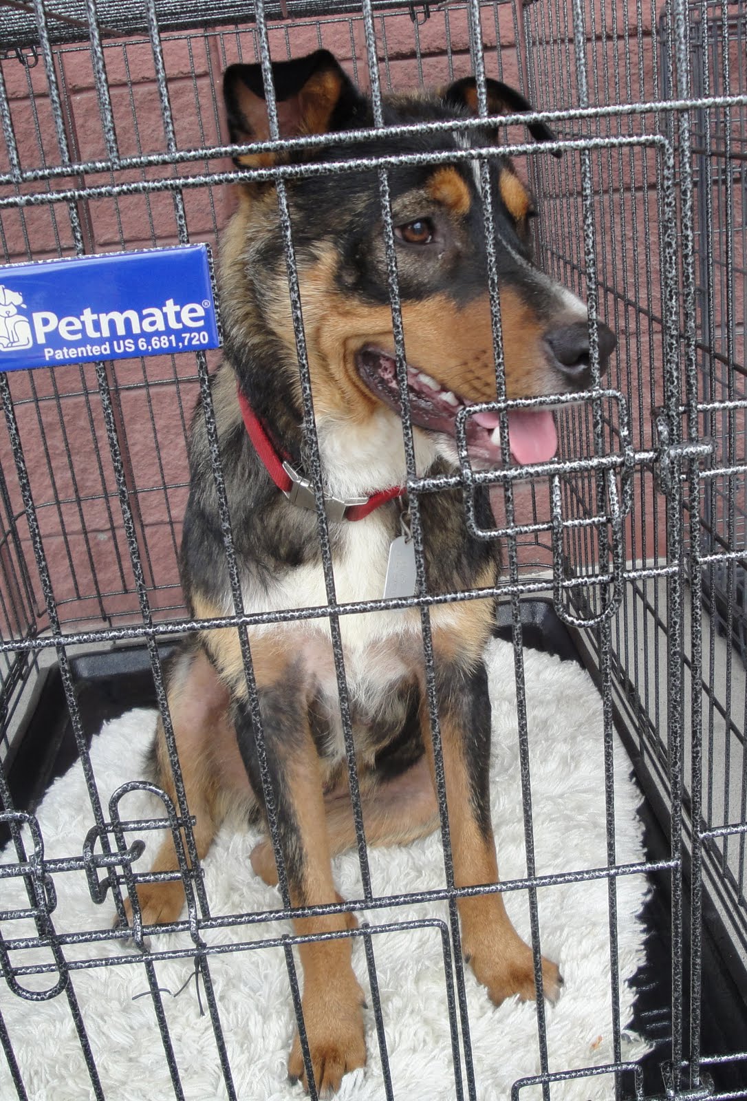 Hope's Haven Pet Rescue: Adoption Day PetSmart Hermitage 6/12/2010