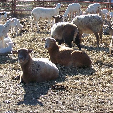 [Sheep+&+Goats+3+003.jpg]