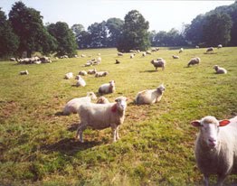 milking sheep for sale