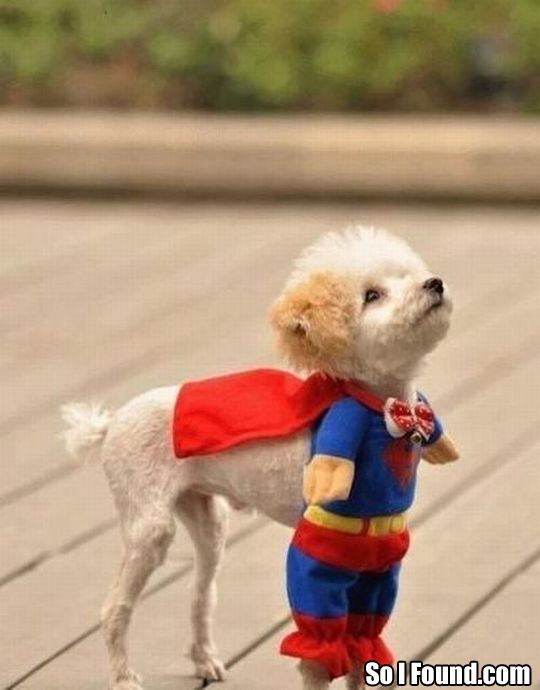 silly-superman-dog-costume.jpg